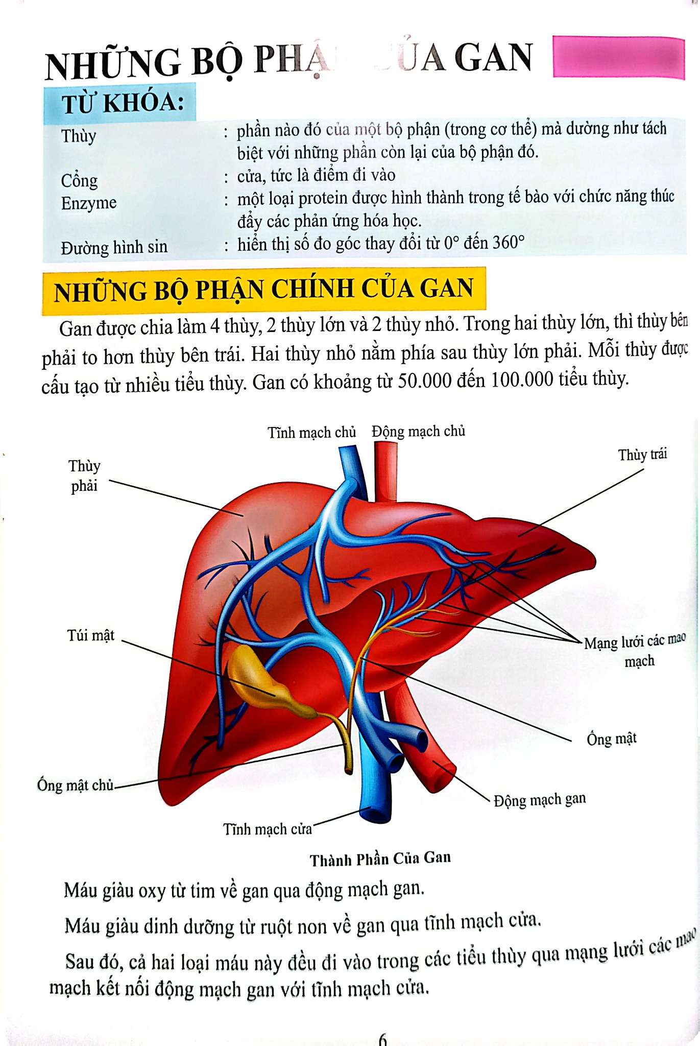 Cơ Thể Của Tôi Hoạt Động Như Thế Nào- Gan - T.R.Bhanot