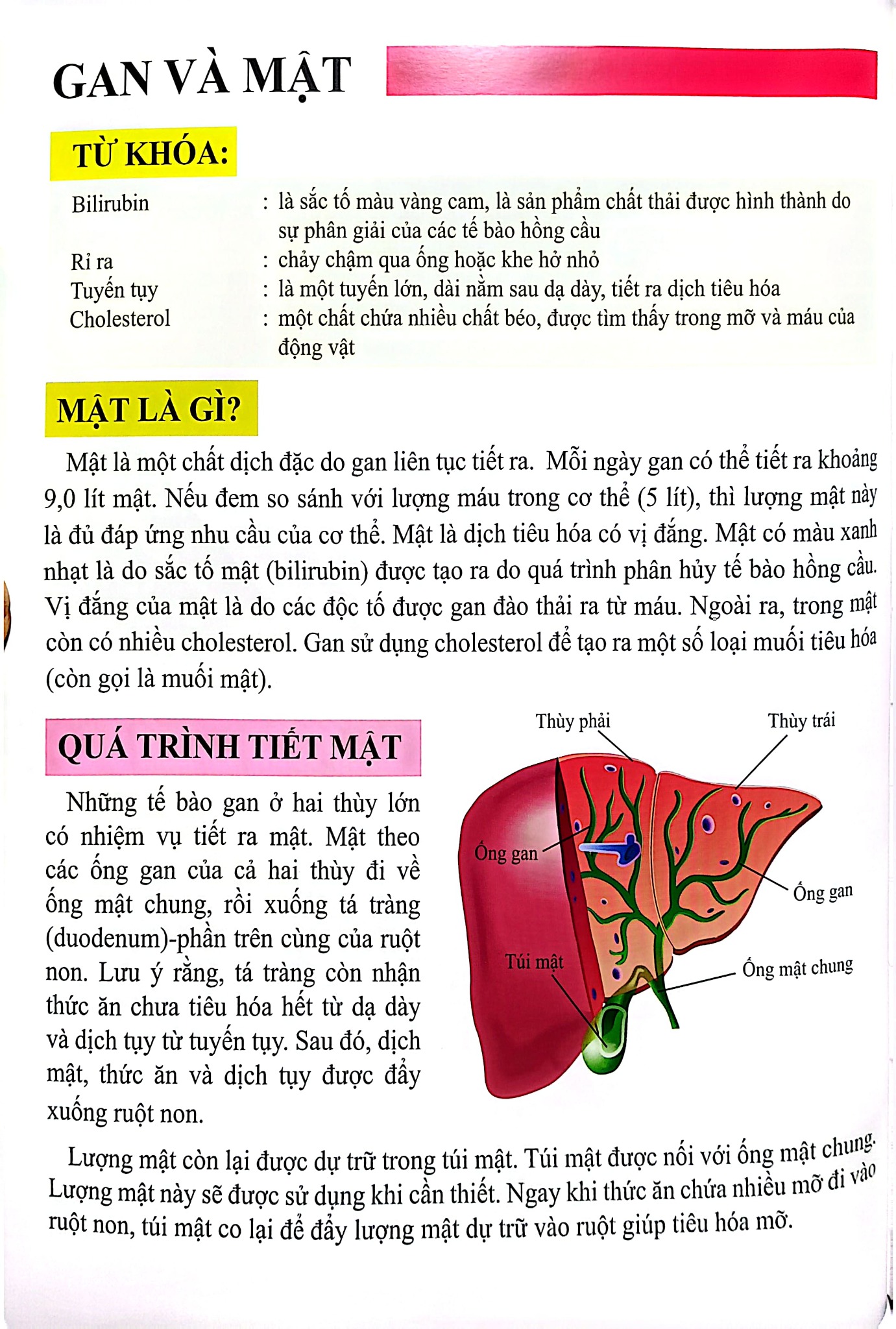 Cơ Thể Của Tôi Hoạt Động Như Thế Nào- Gan - T.R.Bhanot