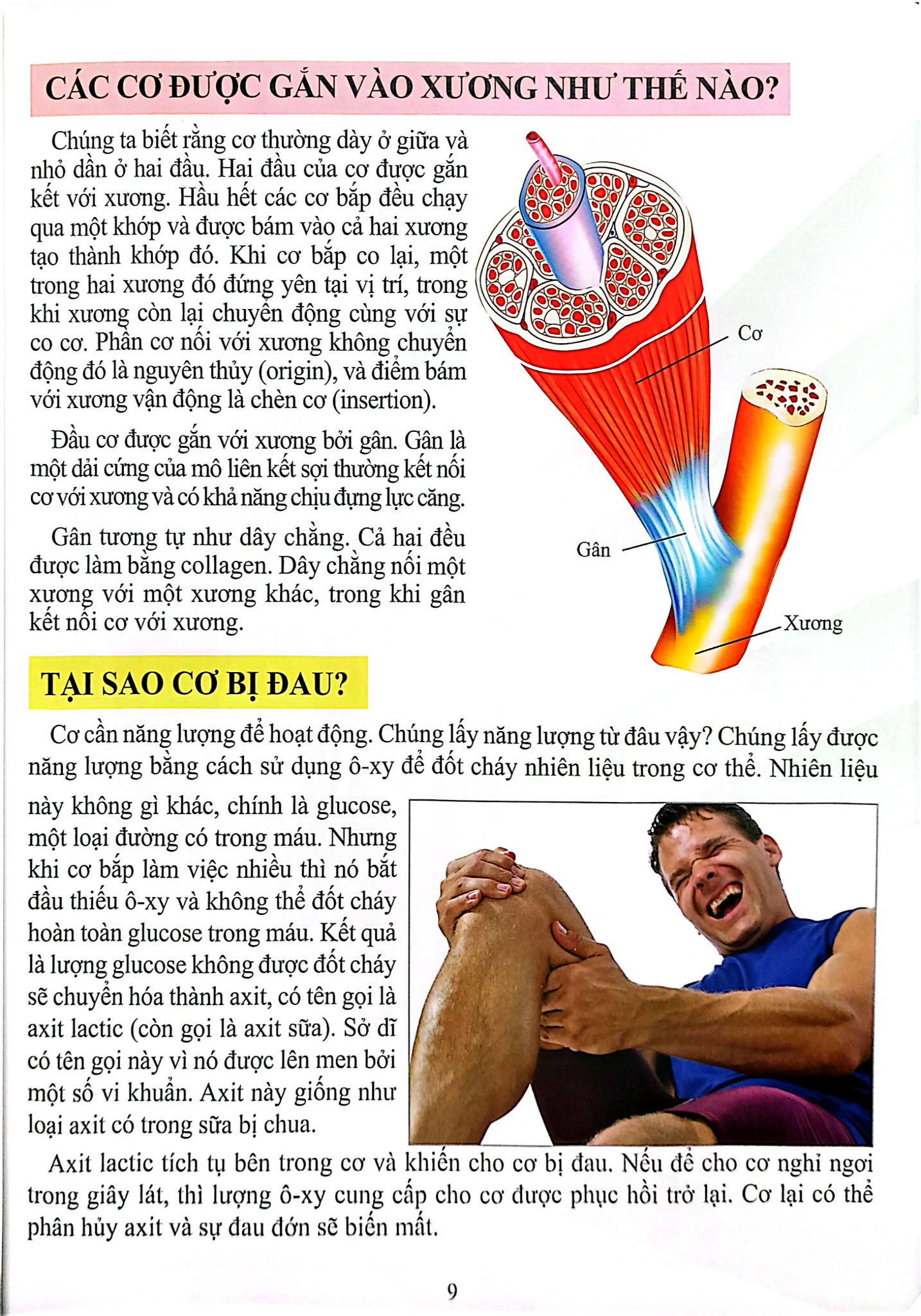 Cơ Thể Của Tôi Hoạt Động Như Thế Nào - Cơ - T.R.Bhanot