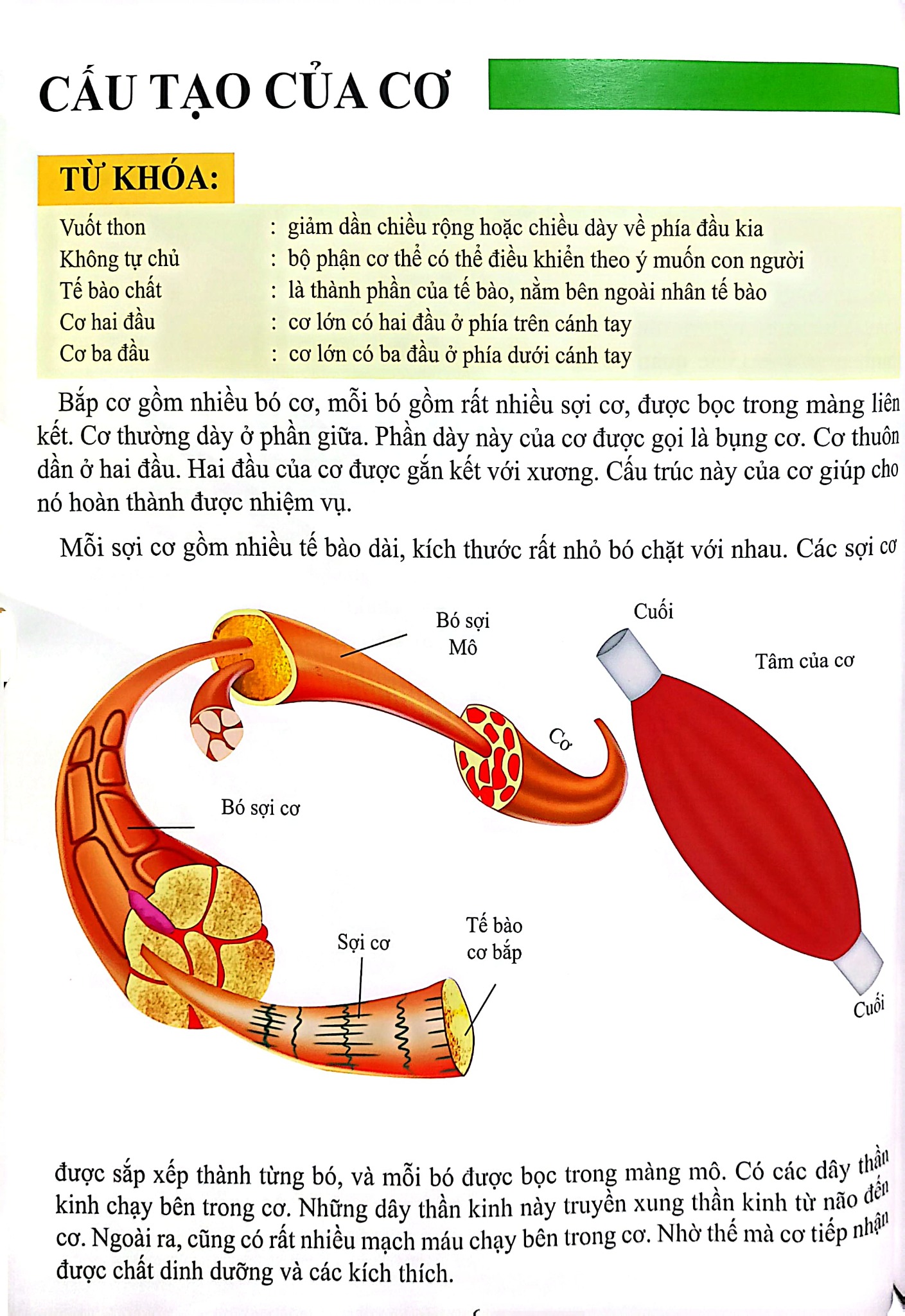 Cơ Thể Của Tôi Hoạt Động Như Thế Nào - Cơ - T.R.Bhanot