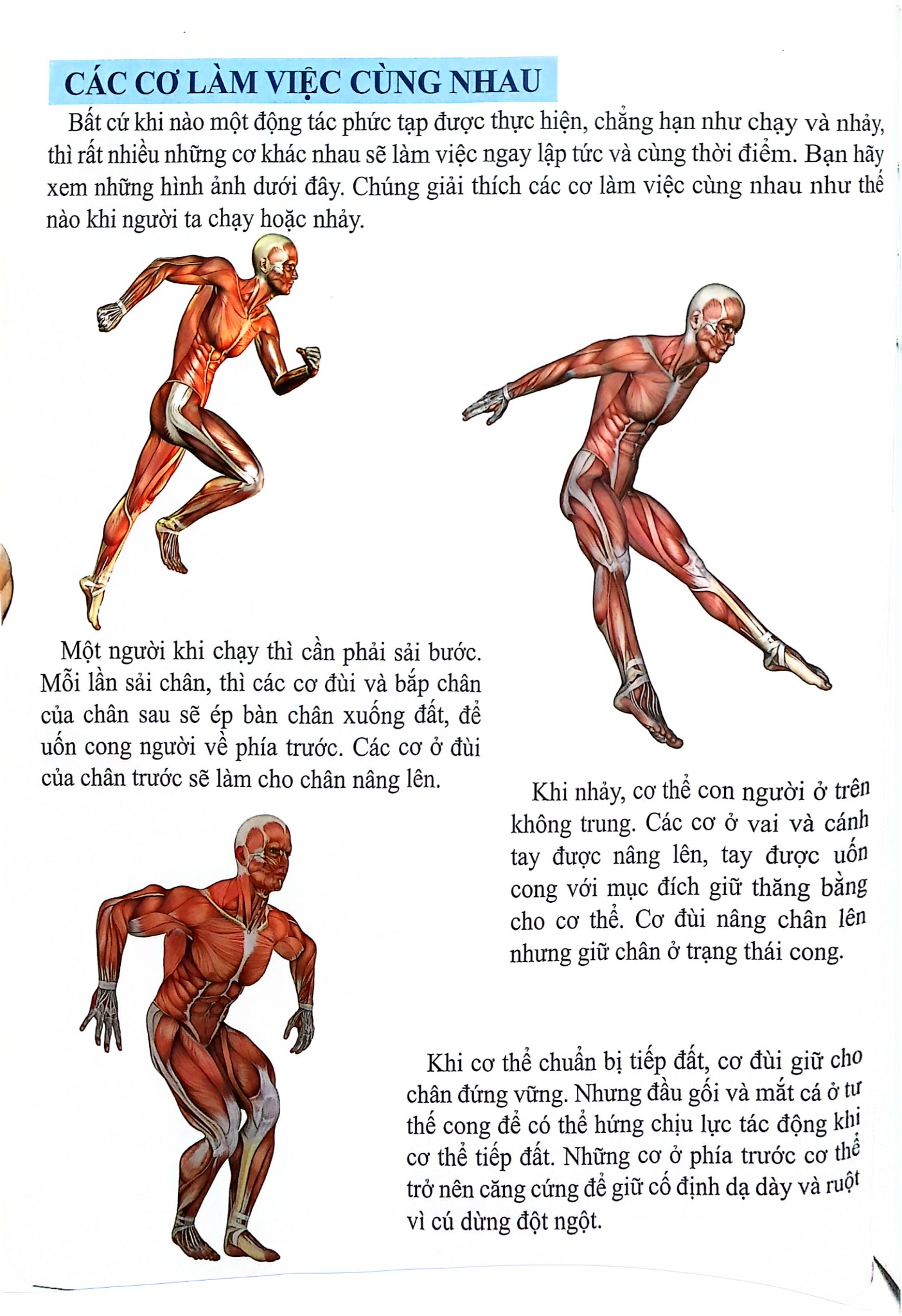 Cơ Thể Của Tôi Hoạt Động Như Thế Nào - Cơ - T.R.Bhanot