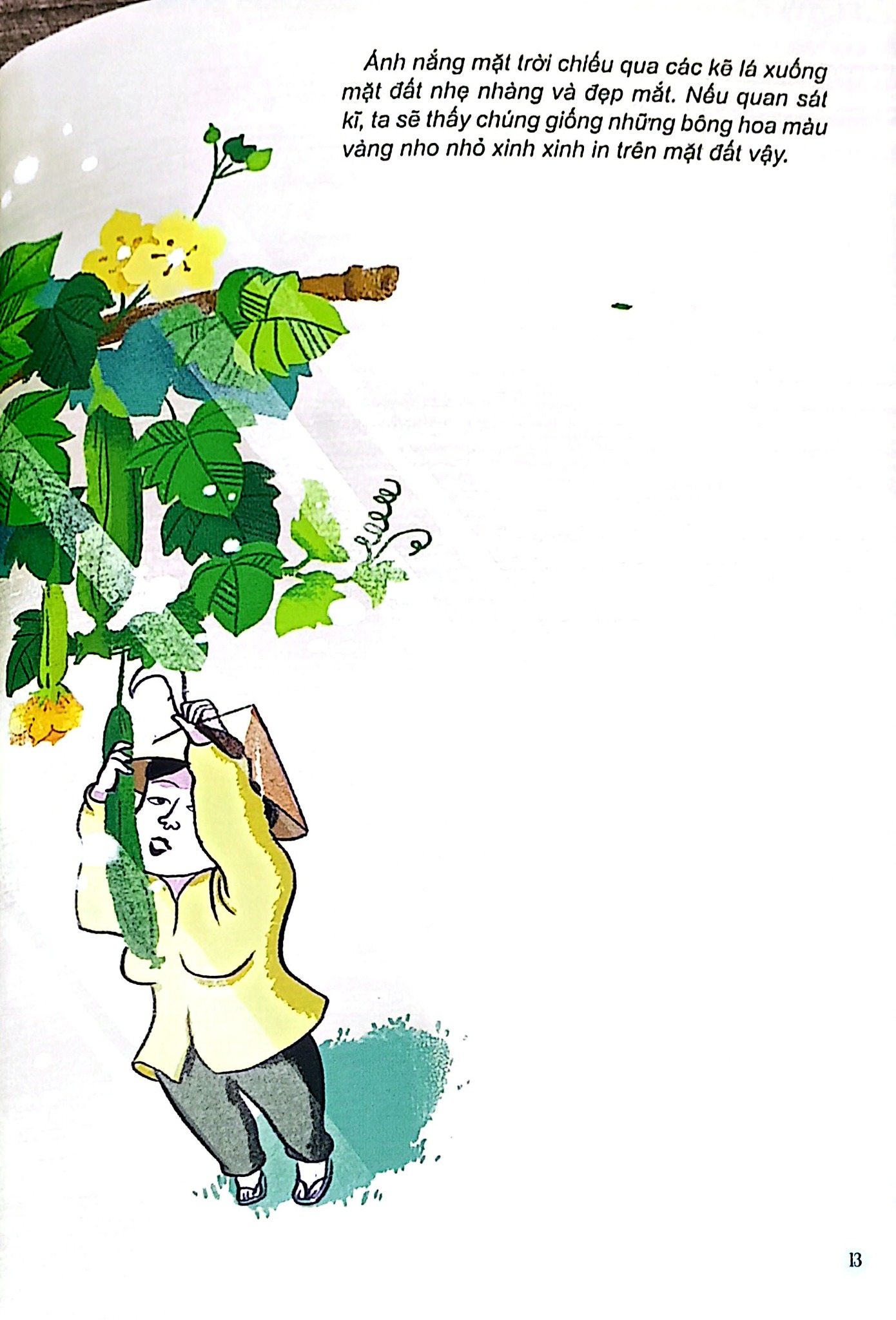 Câu Đố Dân Gian Bằng Tranh - Thiên Nhiên -  Hiếu Minh, Vườn Illustration