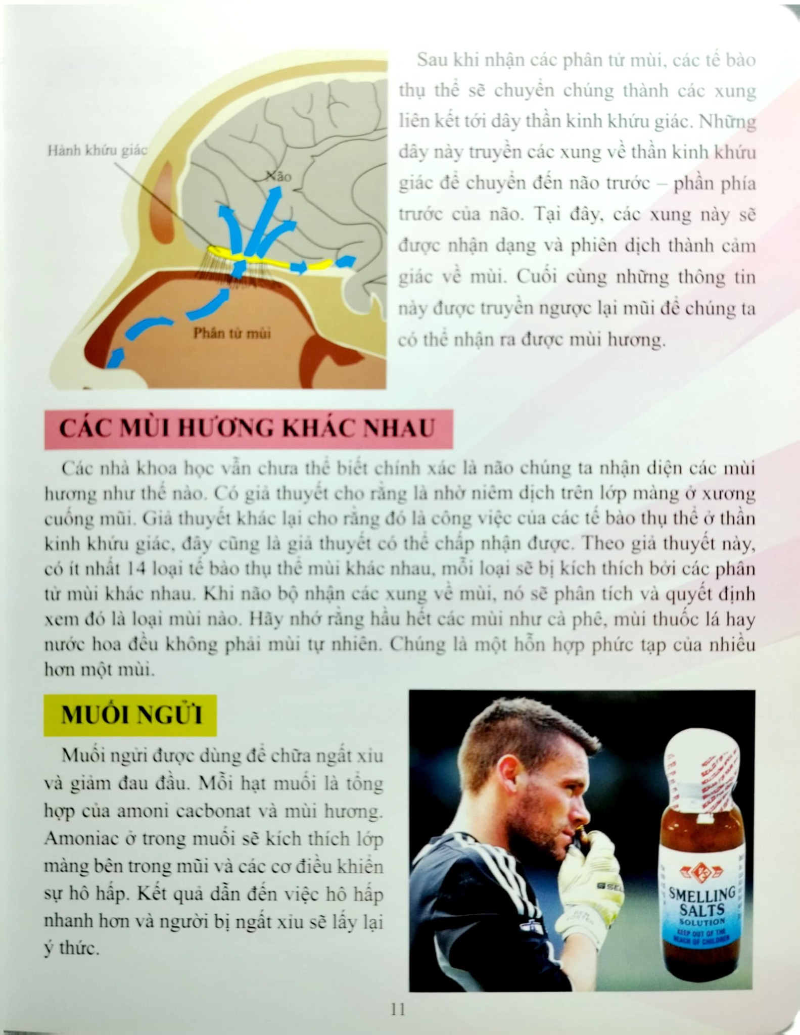 Cơ Thể Của Tôi Hoạt Động Như Thế Nào Mũi Và Lưỡi - T.R.Bhanot