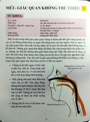 Cơ Thể Của Tôi Hoạt Động Như Thế Nào Mũi Và Lưỡi - T.R.Bhanot