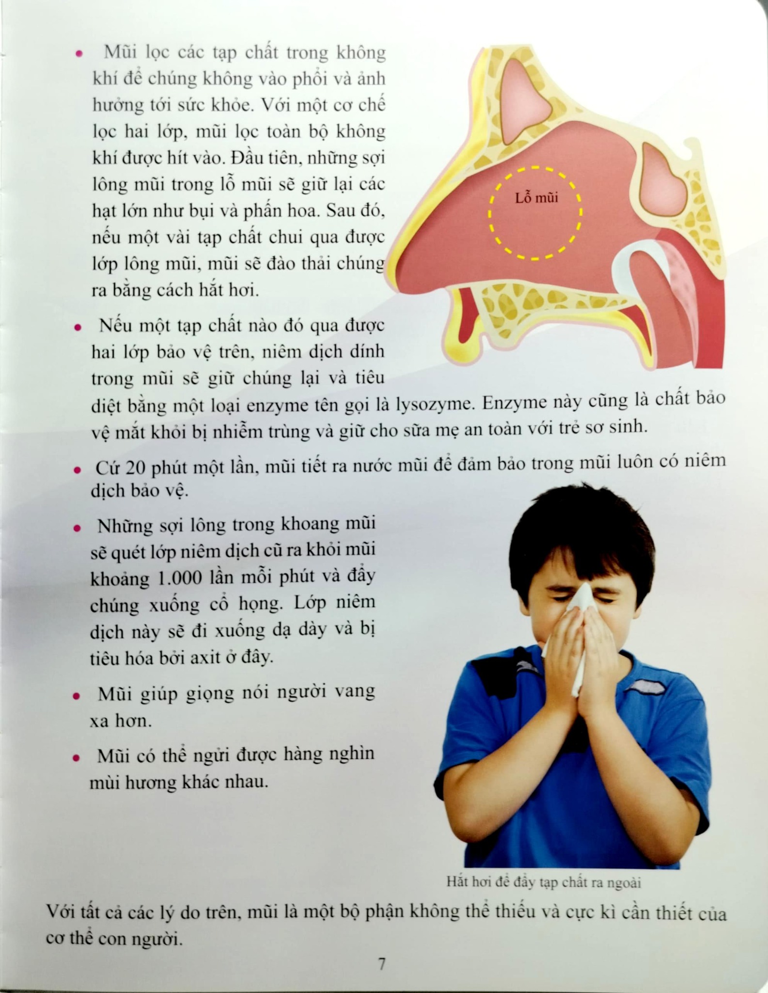 Cơ Thể Của Tôi Hoạt Động Như Thế Nào Mũi Và Lưỡi - T.R.Bhanot