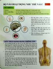 Cơ Thể Của Tôi Hoạt Động Như Thế Nào Tinh Thần - T.R.Bhanot