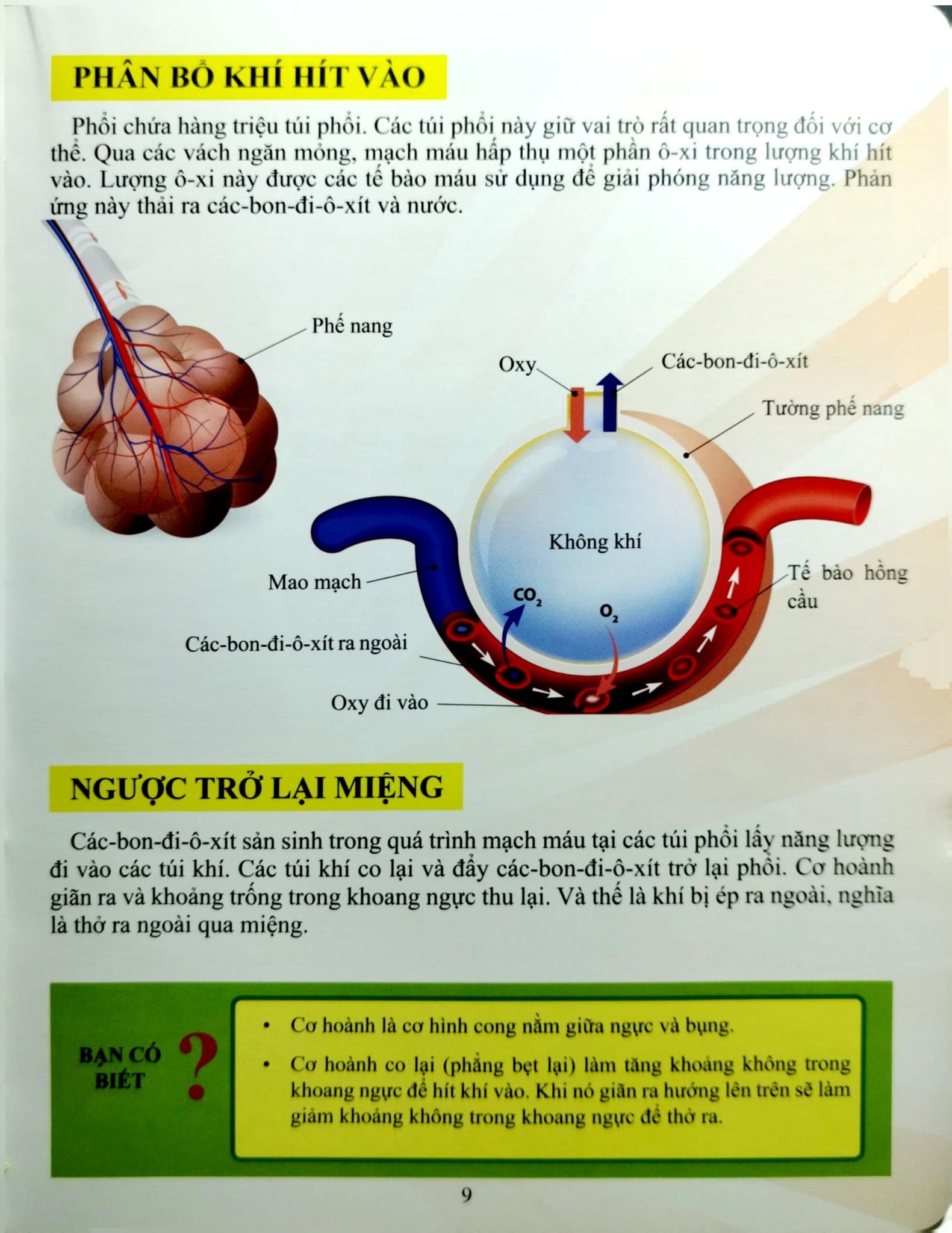Cơ Thể Của Tôi Hoạt Động Như Thế Nào Hệ Hô Hấp - T.R.Bhanot