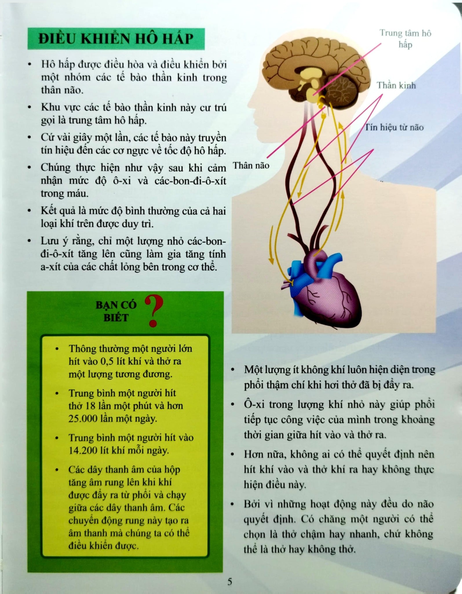 Cơ Thể Của Tôi Hoạt Động Như Thế Nào Hệ Hô Hấp - T.R.Bhanot