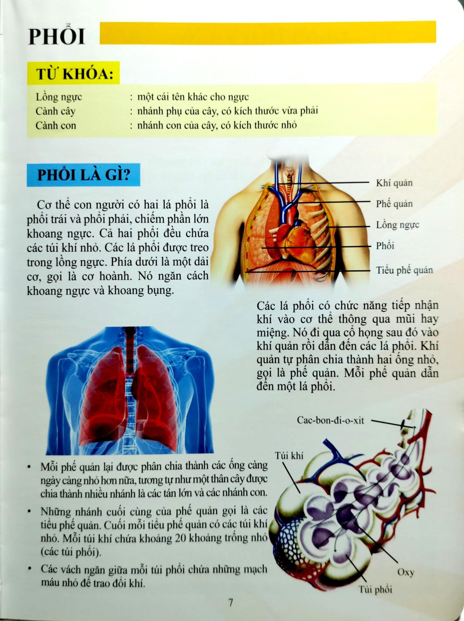 Cơ Thể Của Tôi Hoạt Động Như Thế Nào Hệ Hô Hấp - T.R.Bhanot