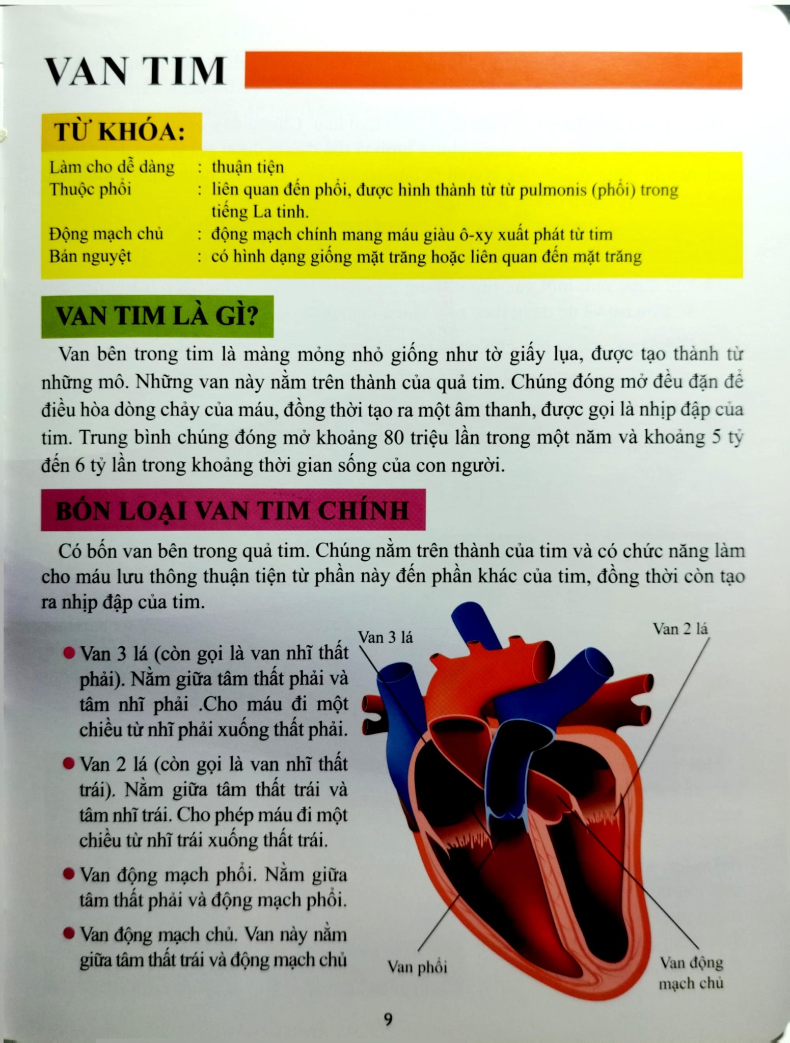 Cơ Thể Của Tôi Hoạt Động Như Thế Nào Tim - T.R.Bhanot