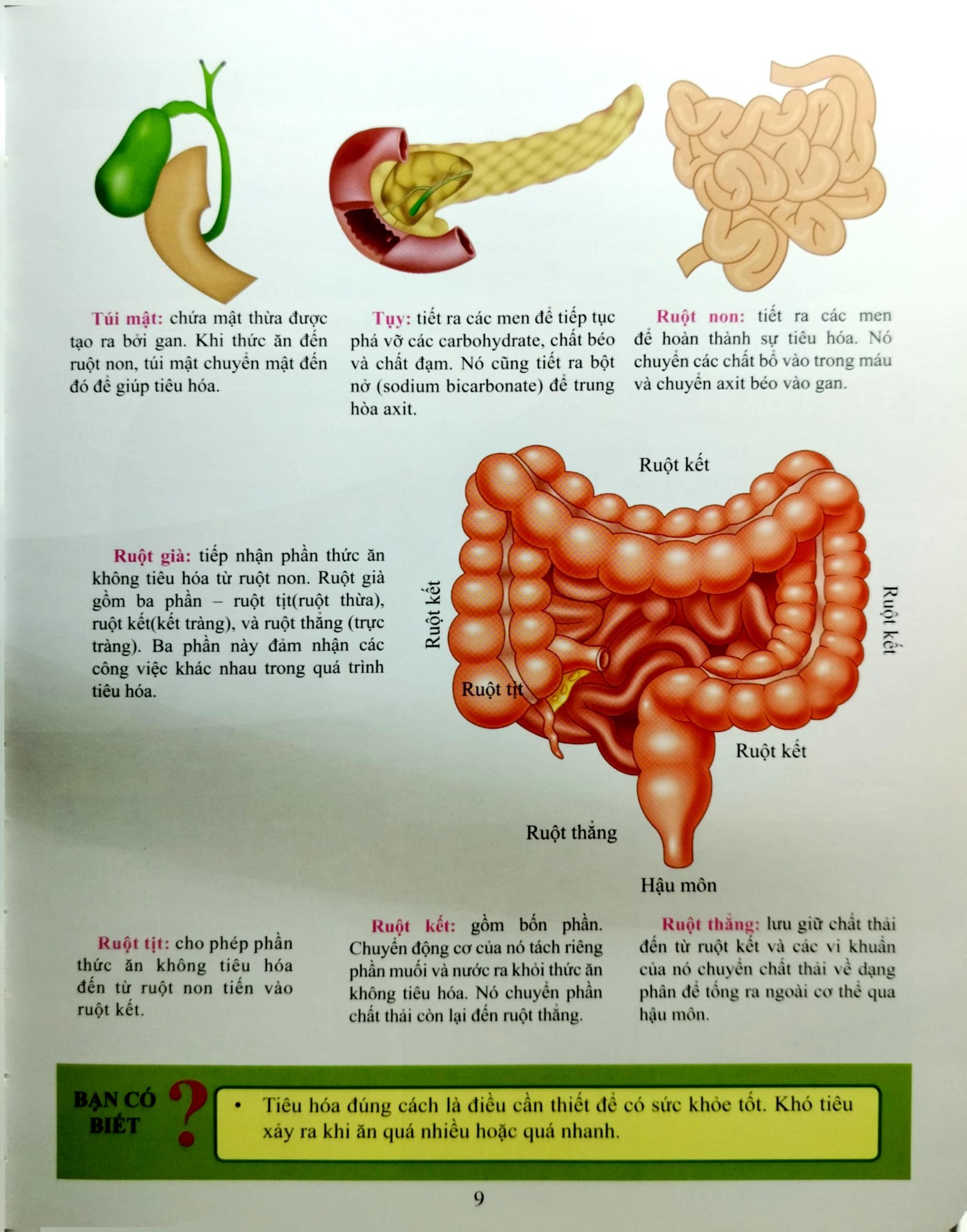 Cơ Thể Của Tôi Hoạt Động Như Thế Nào Hệ Tiêu Hóa - T.R.Bhanot