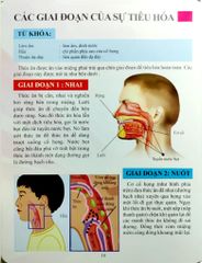 Cơ Thể Của Tôi Hoạt Động Như Thế Nào Hệ Tiêu Hóa - T.R.Bhanot
