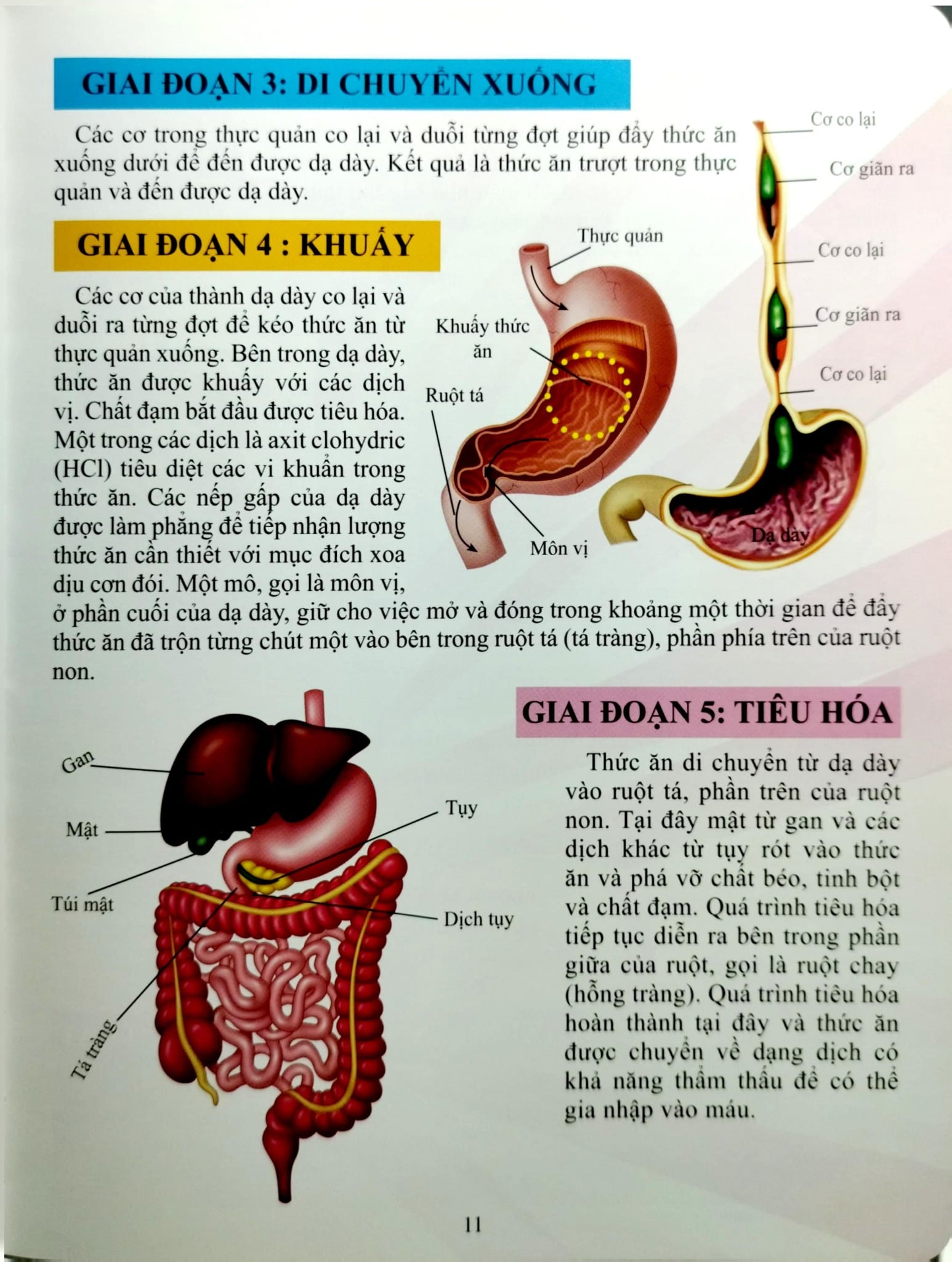 Cơ Thể Của Tôi Hoạt Động Như Thế Nào Hệ Tiêu Hóa - T.R.Bhanot