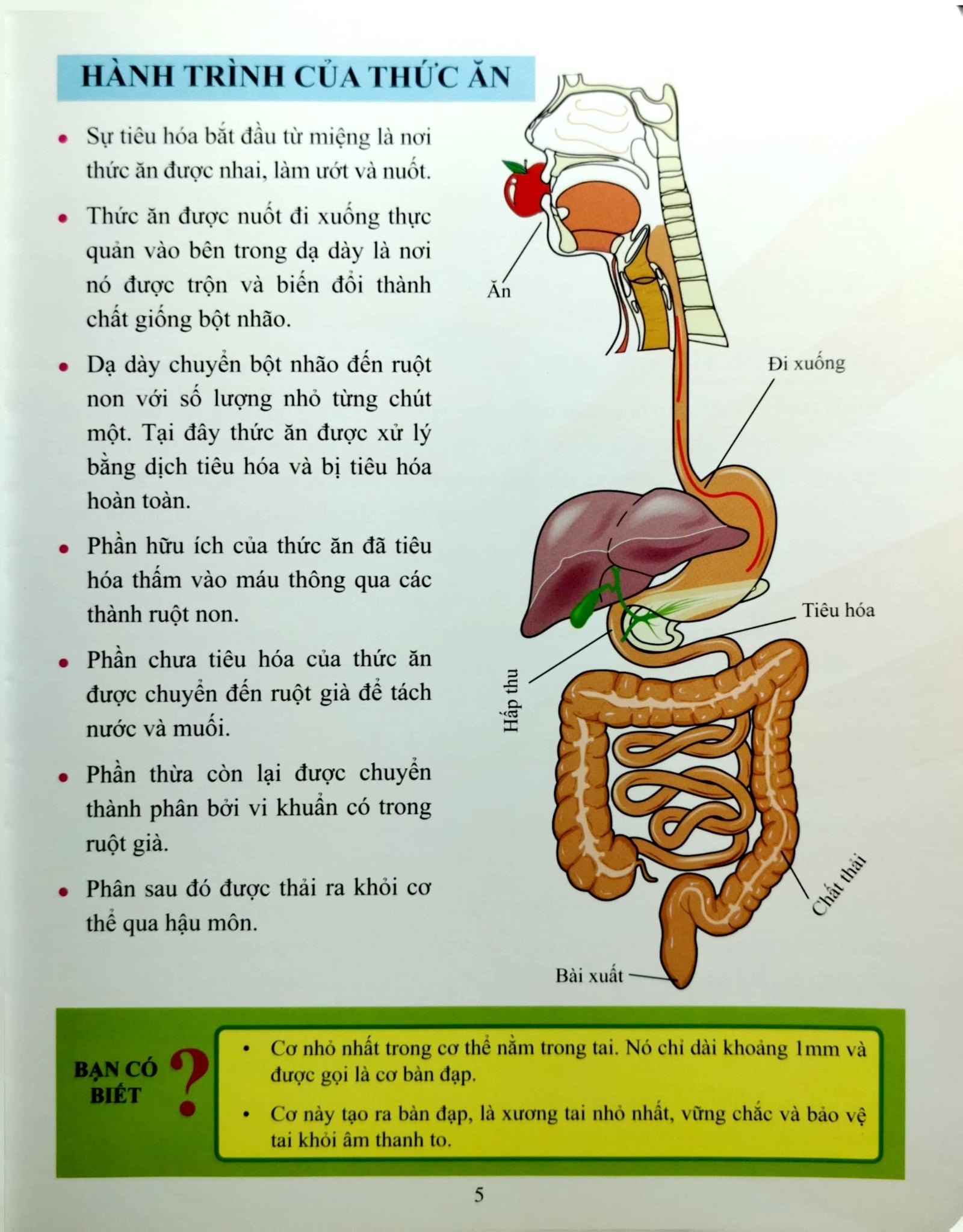 Cơ Thể Của Tôi Hoạt Động Như Thế Nào Hệ Tiêu Hóa - T.R.Bhanot