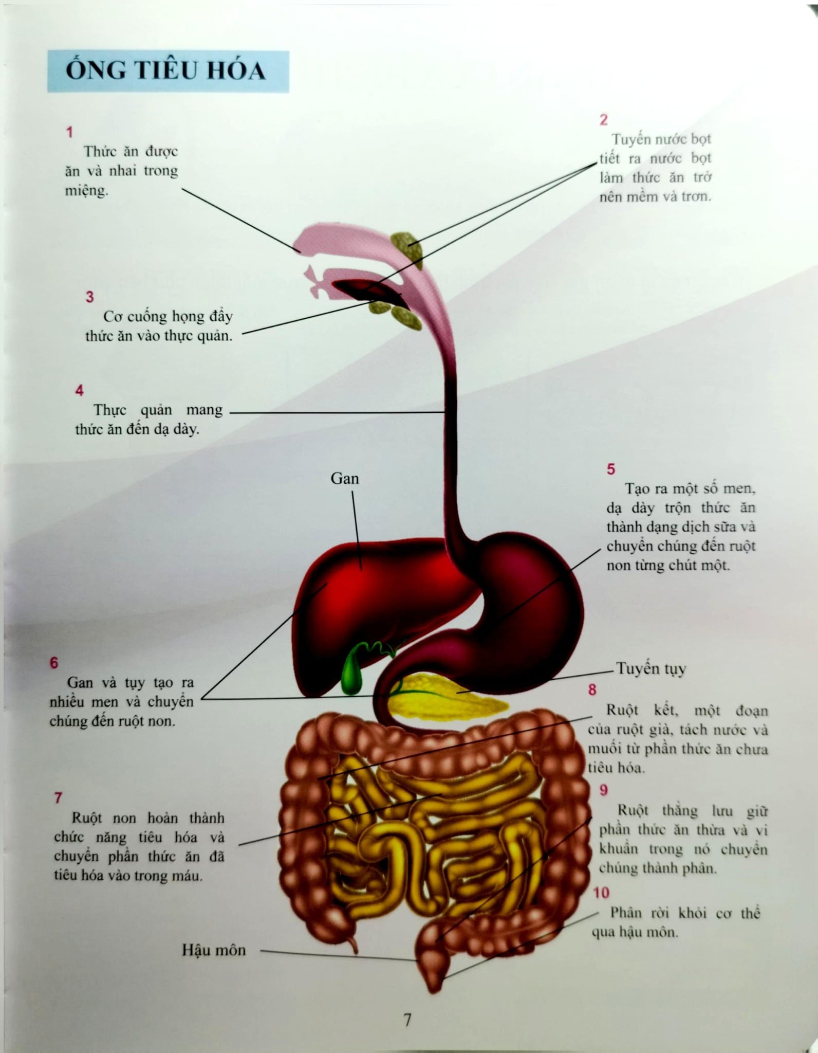 Cơ Thể Của Tôi Hoạt Động Như Thế Nào Hệ Tiêu Hóa - T.R.Bhanot