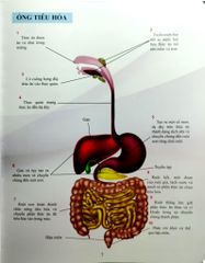 Cơ Thể Của Tôi Hoạt Động Như Thế Nào Hệ Tiêu Hóa - T.R.Bhanot