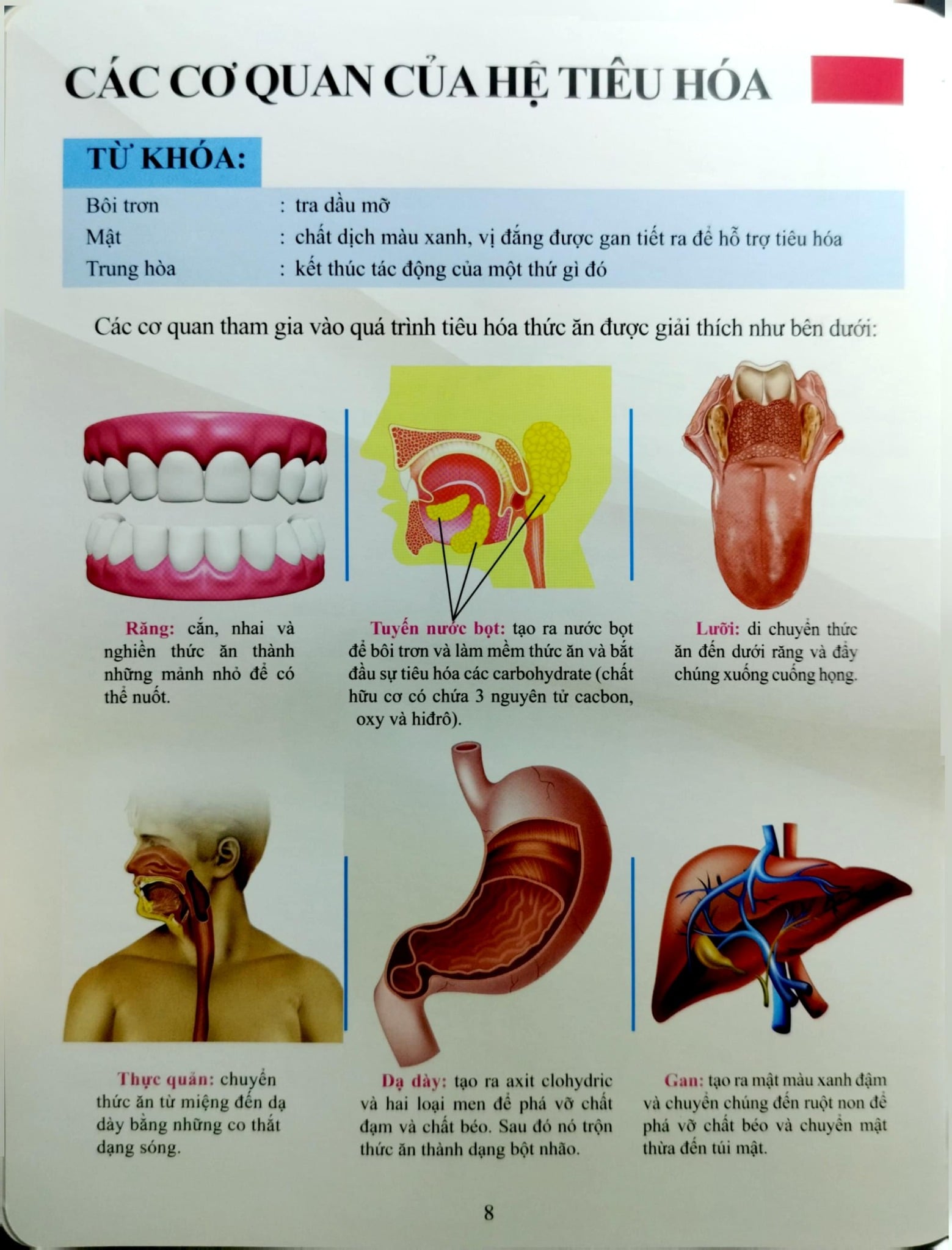 Cơ Thể Của Tôi Hoạt Động Như Thế Nào Hệ Tiêu Hóa - T.R.Bhanot