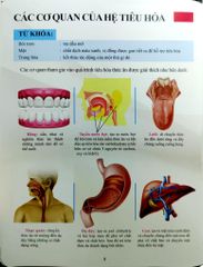 Cơ Thể Của Tôi Hoạt Động Như Thế Nào Hệ Tiêu Hóa - T.R.Bhanot