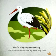 Kể Chuyện Khoa Học - Sci-Tales - Cá Có Ngủ Không? - Hoàng Anh Đức, Lộc Linh, Hồng An