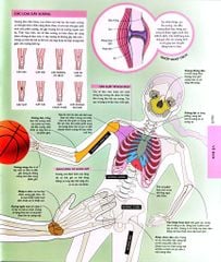 Vạn Vật Vận Hành - How Everything Works - DK