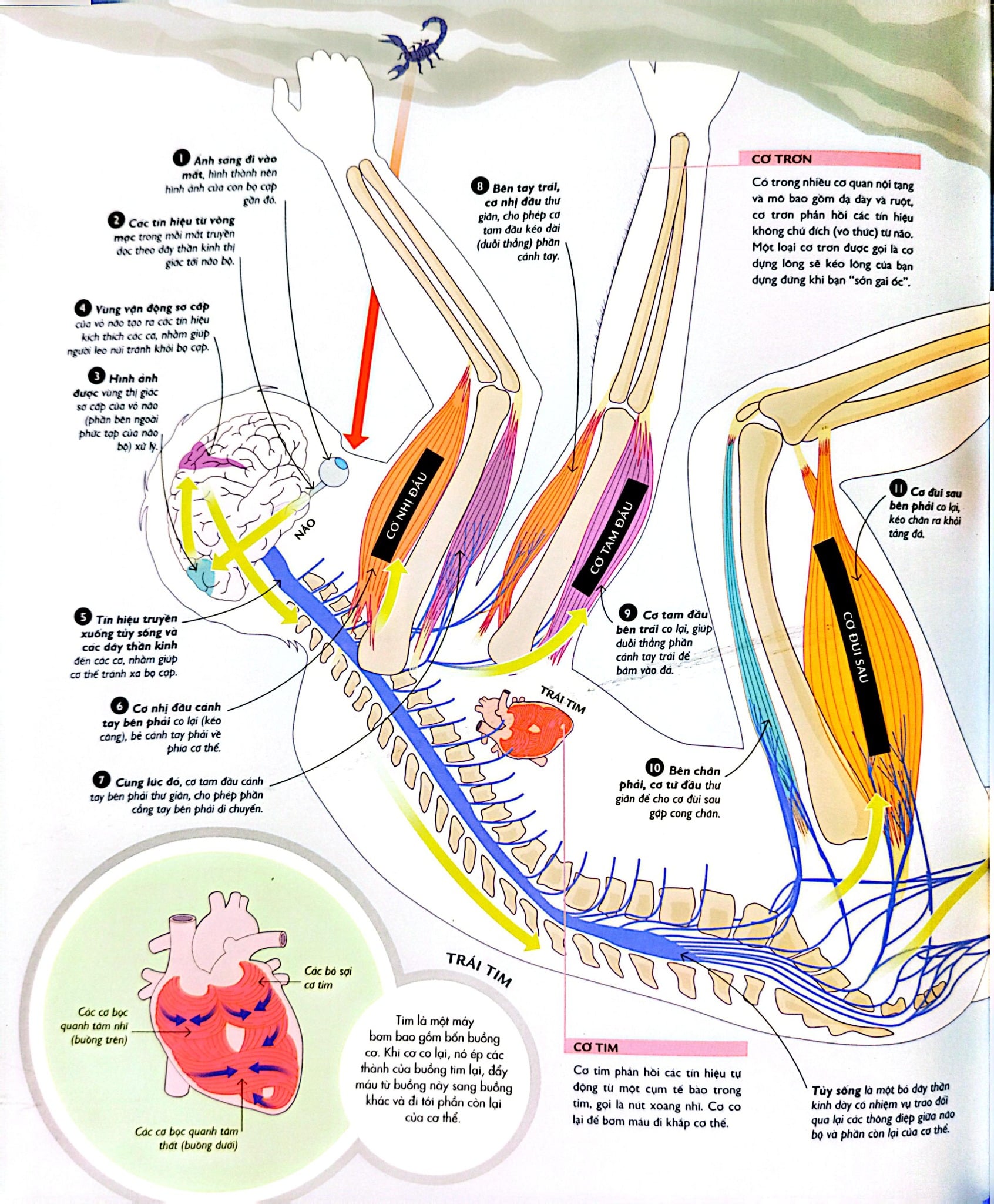 Vạn Vật Vận Hành - How Everything Works - DK