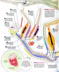 Vạn Vật Vận Hành - How Everything Works - DK