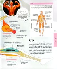 Vạn Vật Vận Hành - How Everything Works - DK