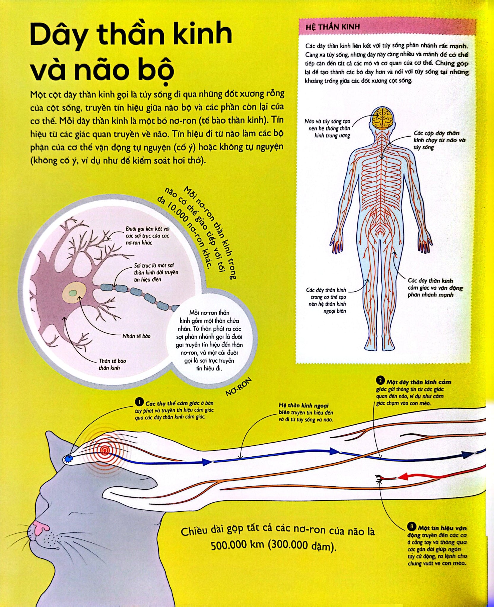 Vạn Vật Vận Hành - How Everything Works - DK