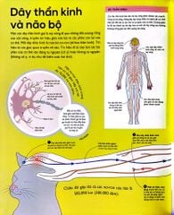 Vạn Vật Vận Hành - How Everything Works - DK