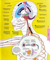 Vạn Vật Vận Hành - How Everything Works - DK