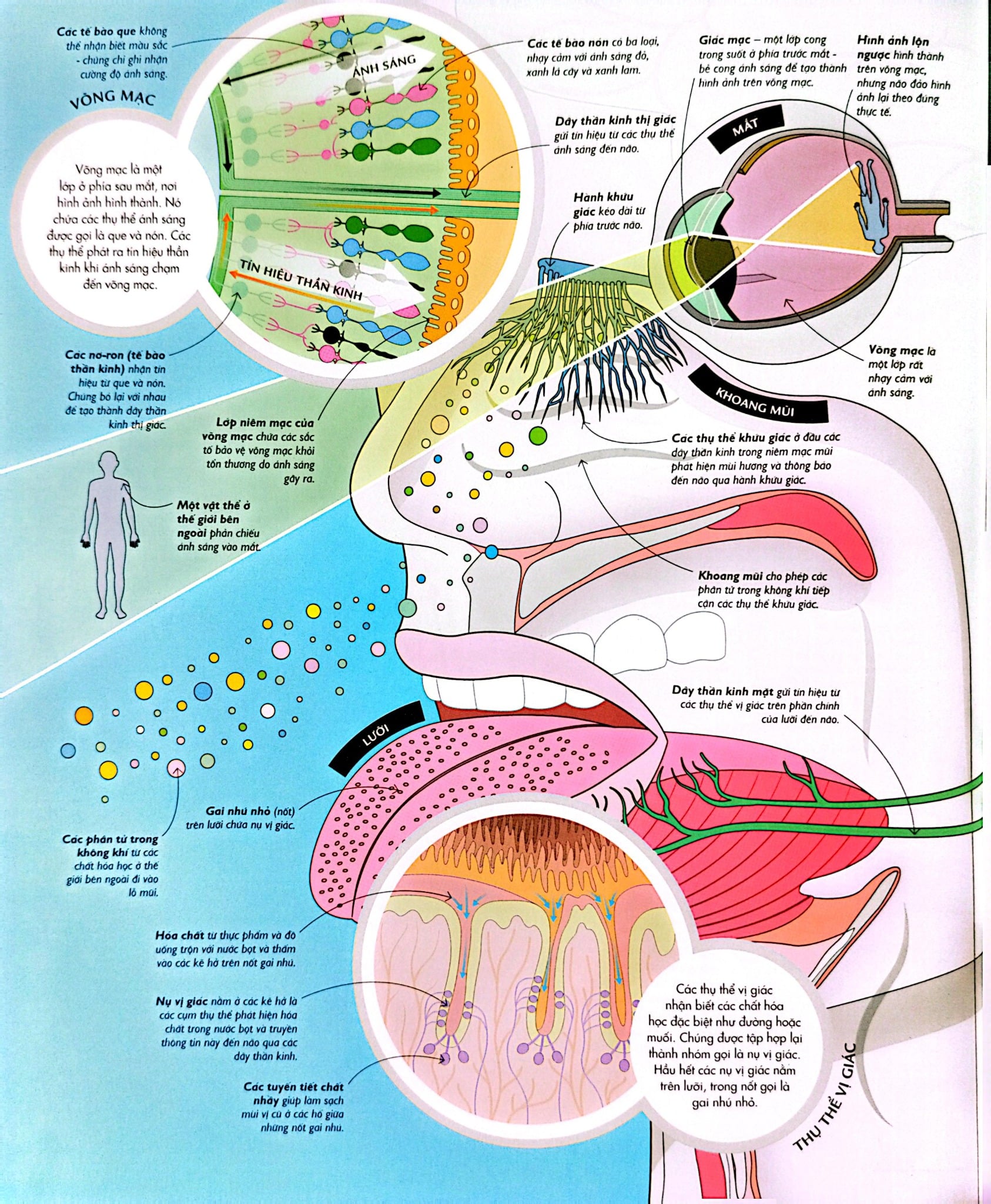 Vạn Vật Vận Hành - How Everything Works - DK