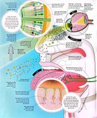 Vạn Vật Vận Hành - How Everything Works - DK