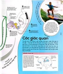 Vạn Vật Vận Hành - How Everything Works - DK