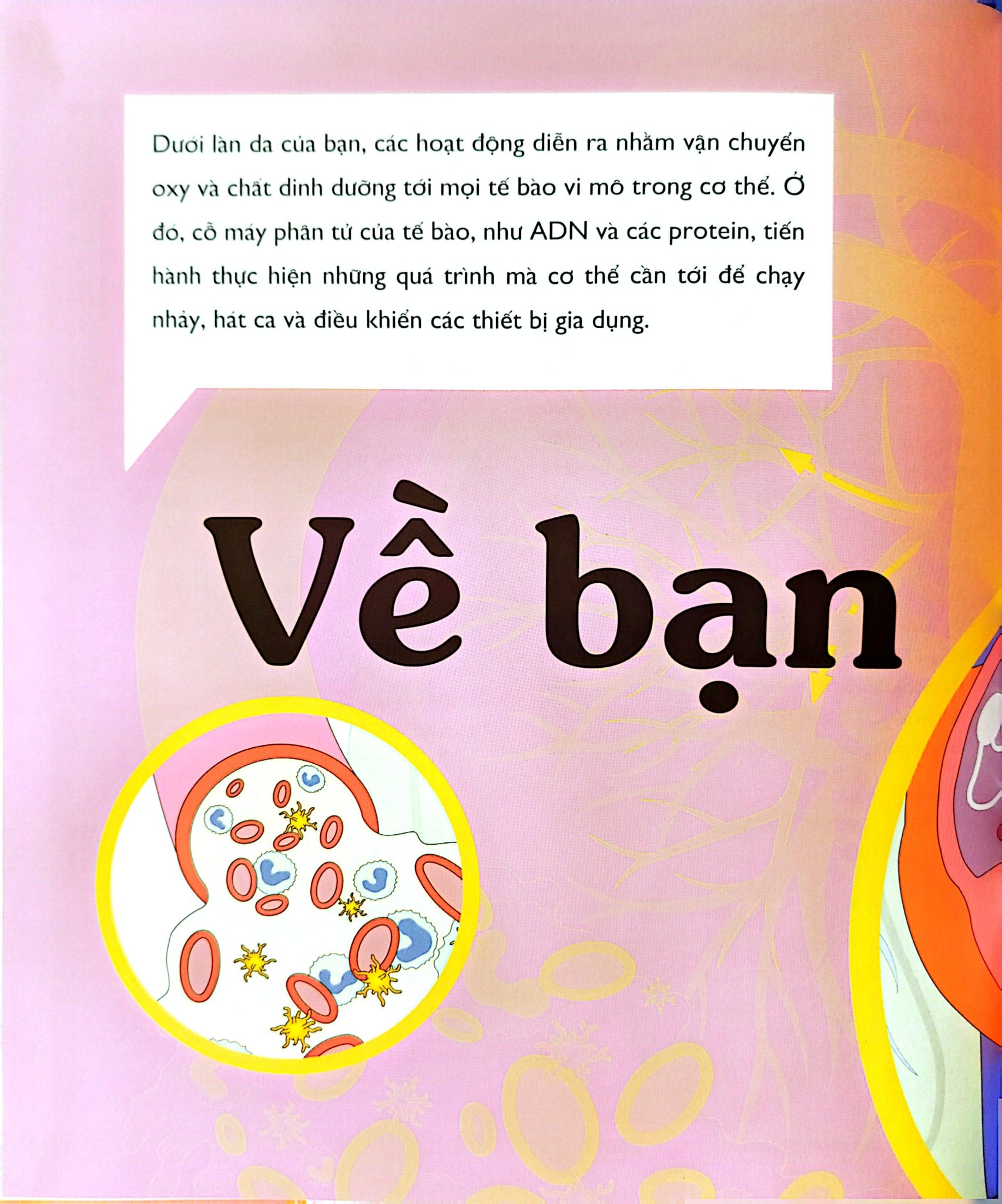 Vạn Vật Vận Hành - How Everything Works - DK