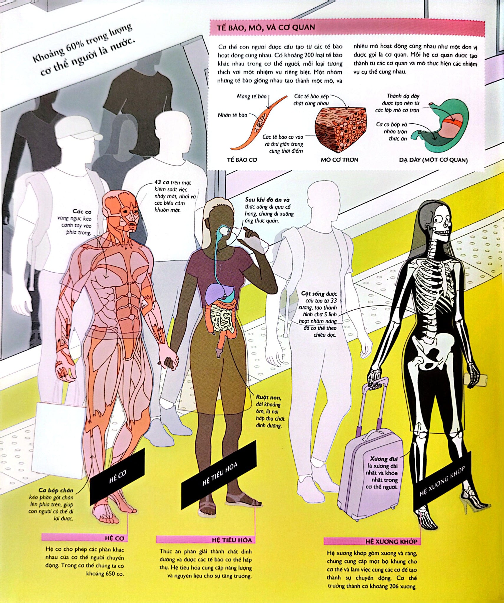 Vạn Vật Vận Hành - How Everything Works - DK