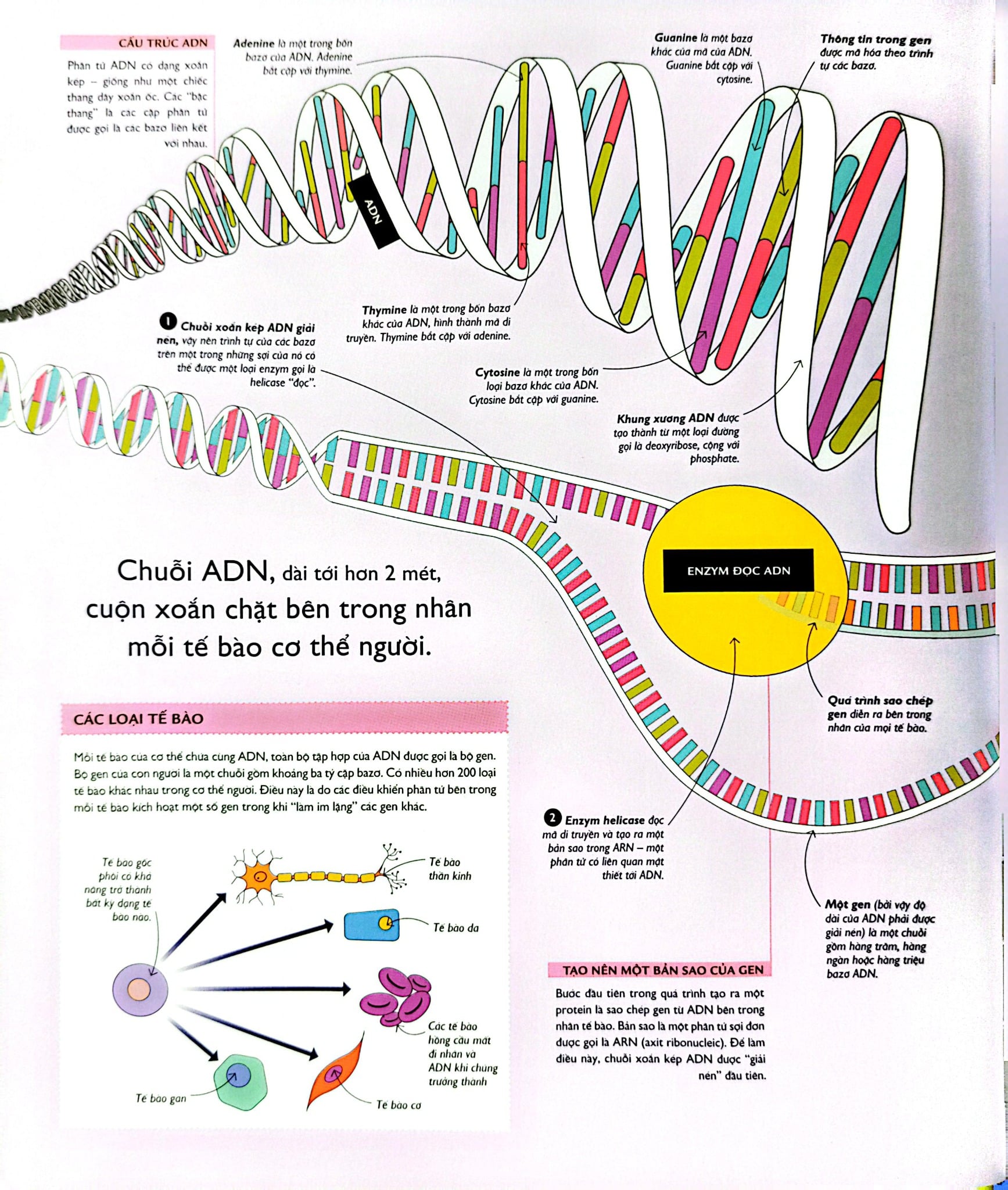 Vạn Vật Vận Hành - How Everything Works - DK