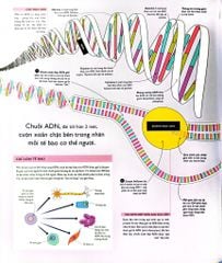Vạn Vật Vận Hành - How Everything Works - DK