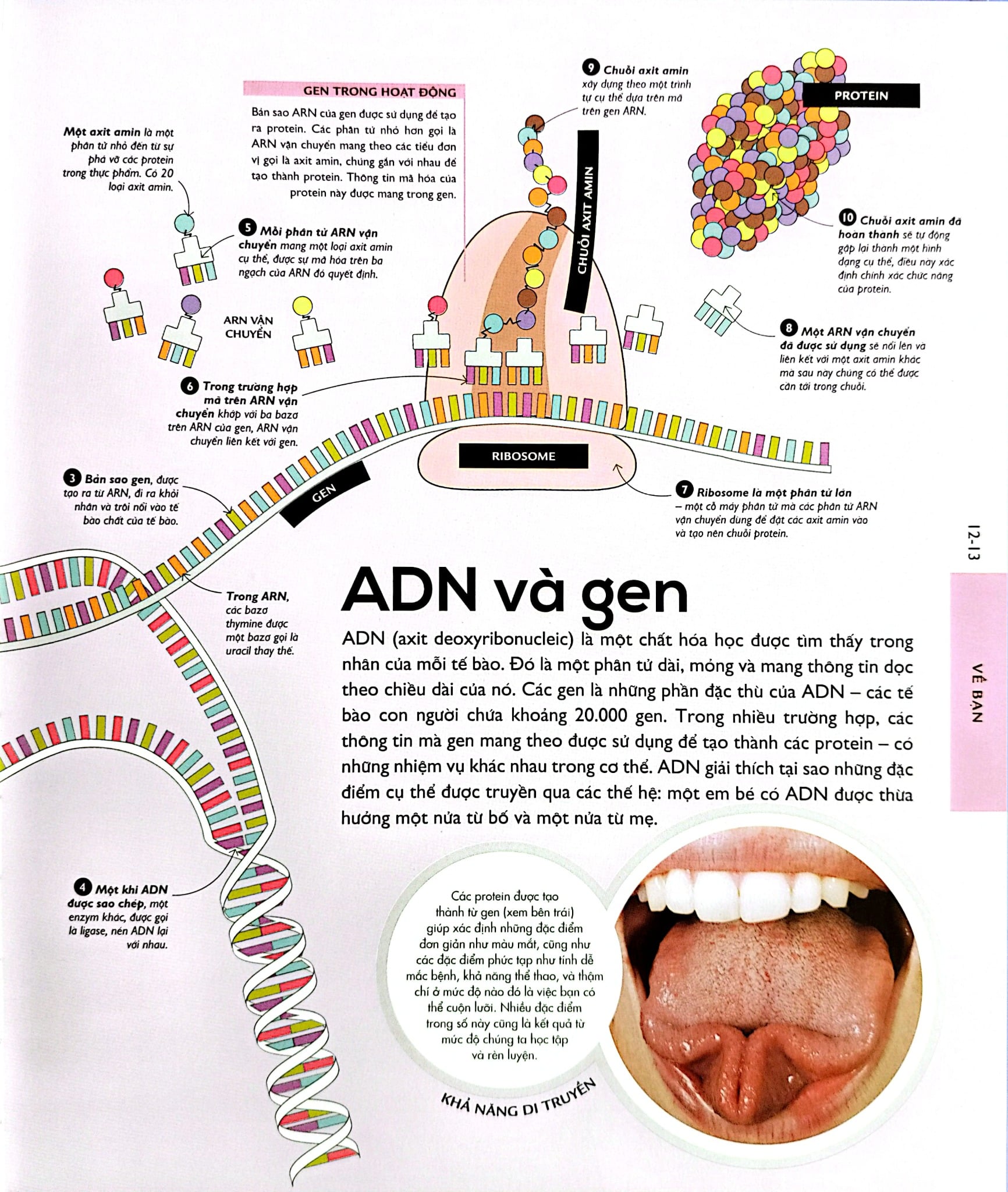 Vạn Vật Vận Hành - How Everything Works - DK