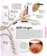 Vạn Vật Vận Hành - How Everything Works - DK