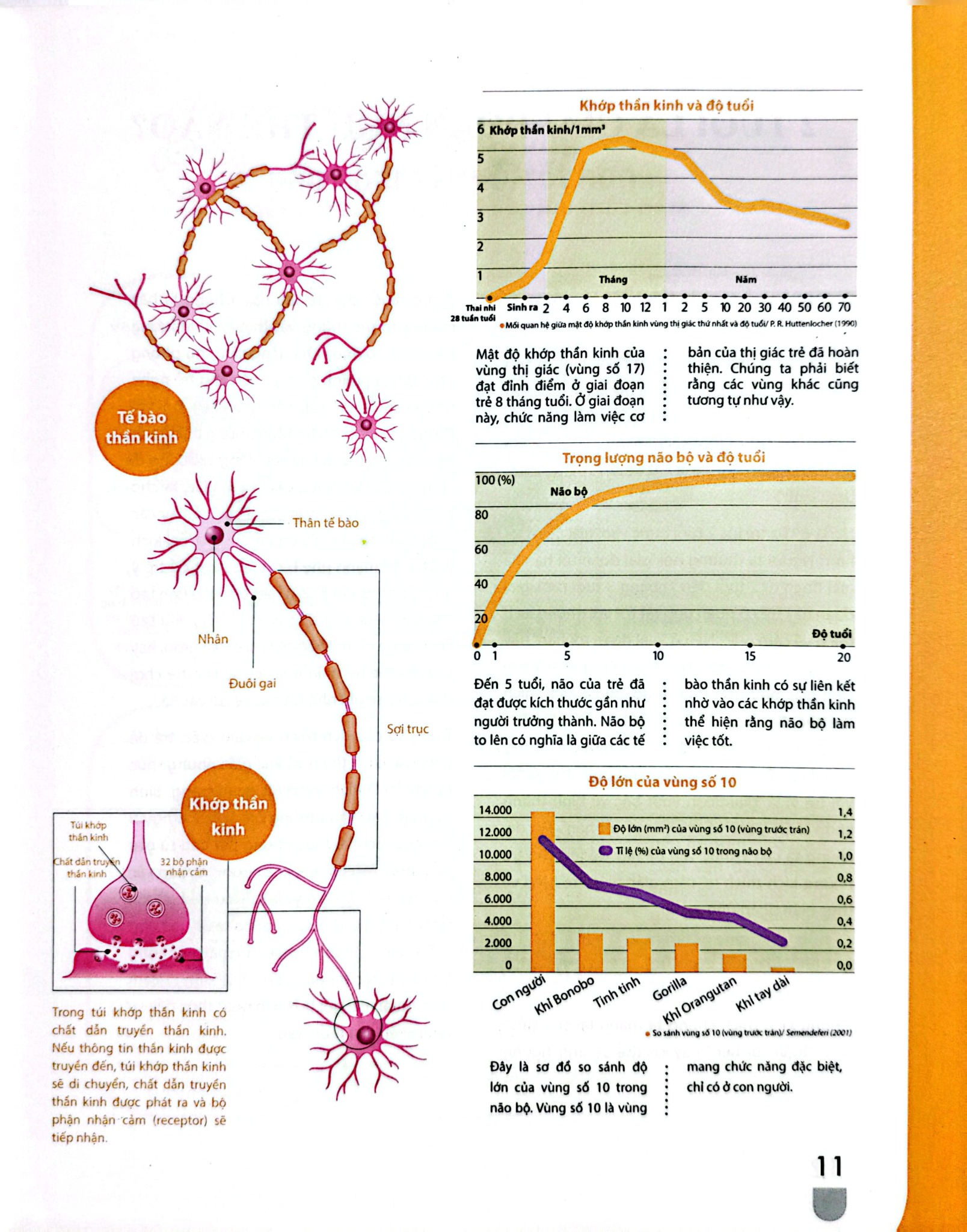 Dạy Con Kiểu Nhật - Giai Đoạn 2 Tuổi - Kubpta Kisou