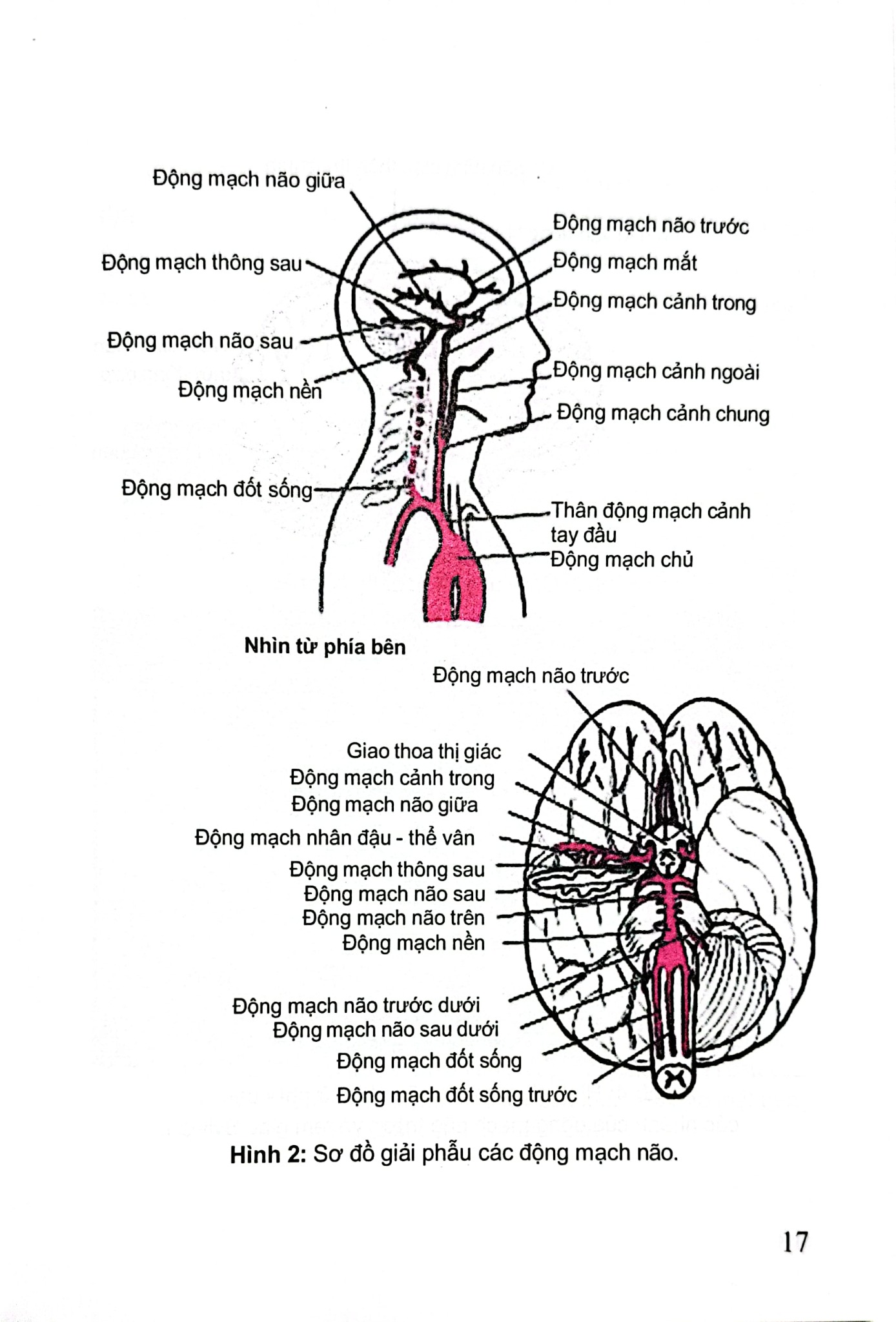 Đột Quỵ Não Những Điều Thiết Yếu Trong Thực Hành Lâm Sàng - PGS.TS. Tạ Mạnh Cường