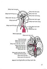 Đột Quỵ Não Những Điều Thiết Yếu Trong Thực Hành Lâm Sàng - PGS.TS. Tạ Mạnh Cường