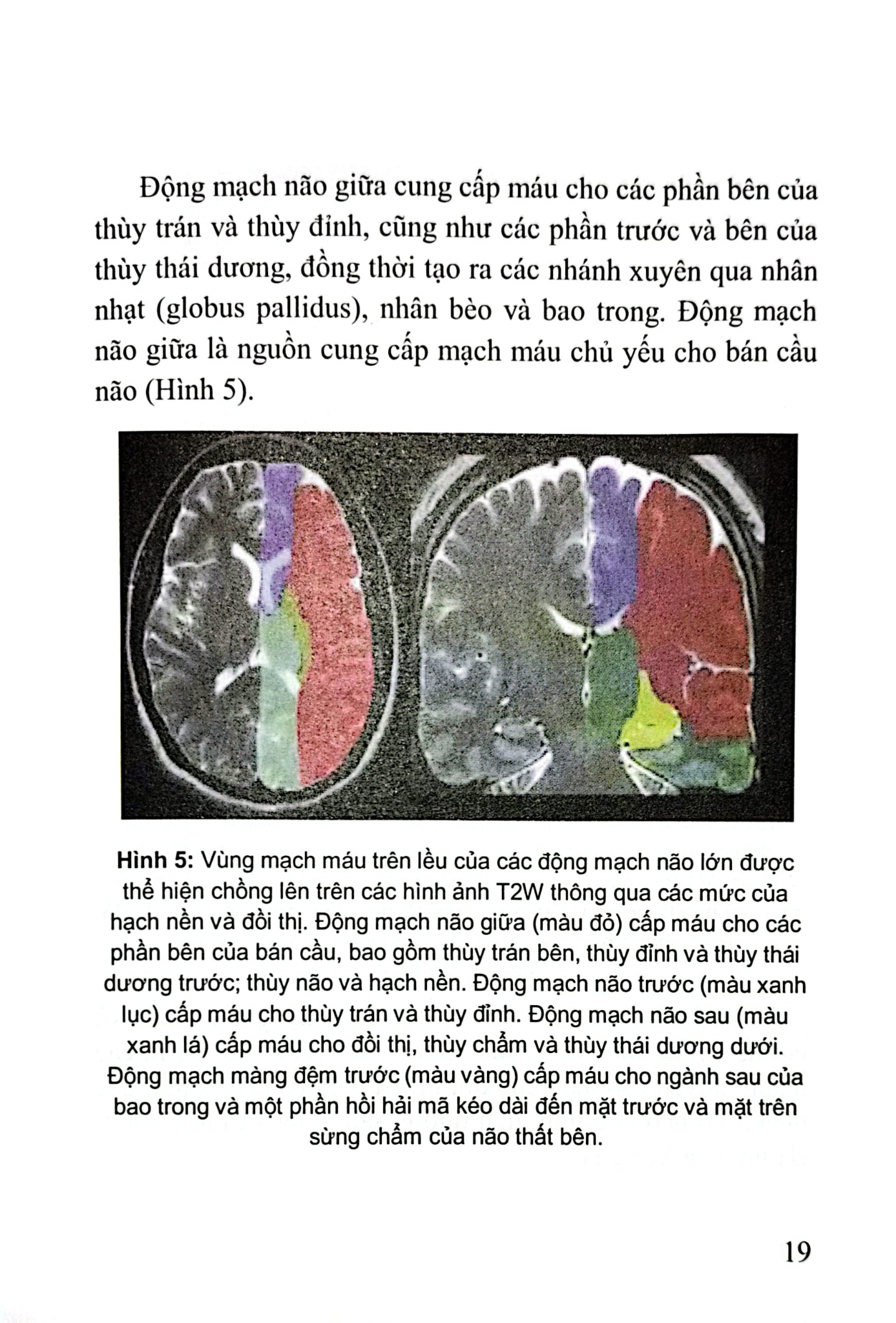 Đột Quỵ Não Những Điều Thiết Yếu Trong Thực Hành Lâm Sàng - PGS.TS. Tạ Mạnh Cường