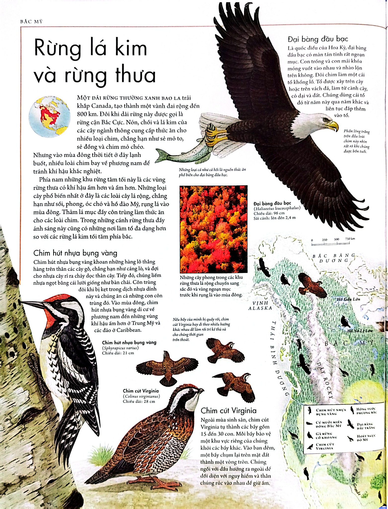 Combo 2 Quyển Atlas Động Vật + Atlas Các Loài Chim - Barbara Taylor, Richard Orr