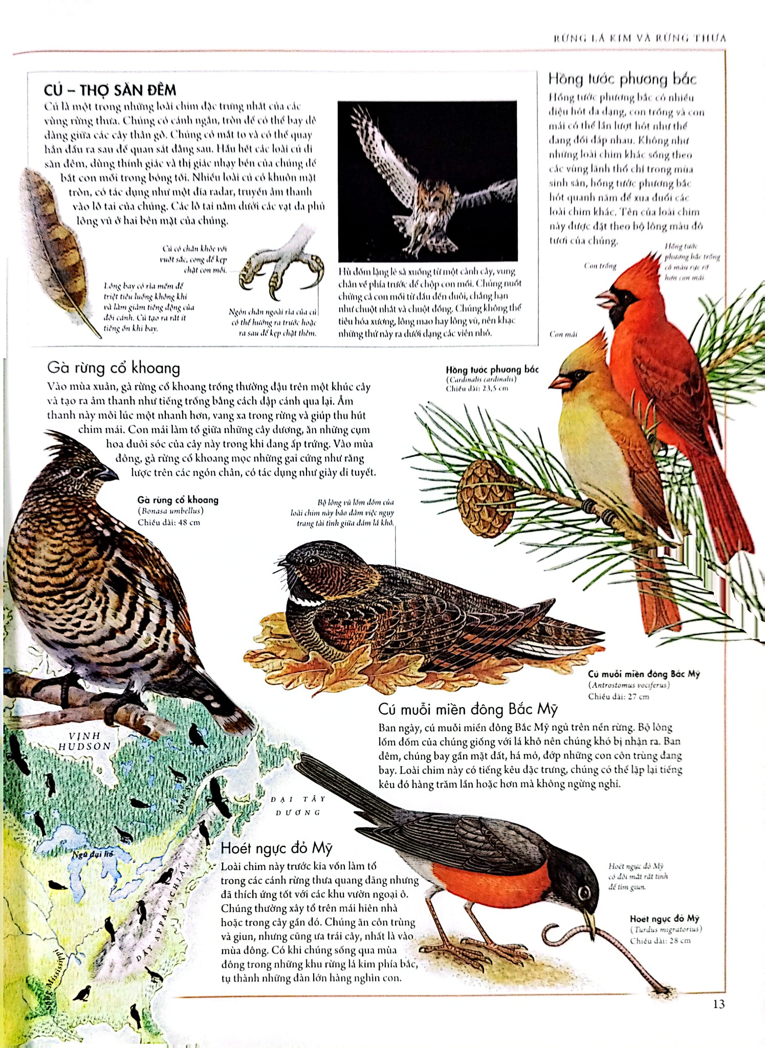 Combo 2 Quyển Atlas Động Vật + Atlas Các Loài Chim - Barbara Taylor, Richard Orr