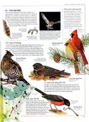 Combo 2 Quyển Atlas Động Vật + Atlas Các Loài Chim - Barbara Taylor, Richard Orr