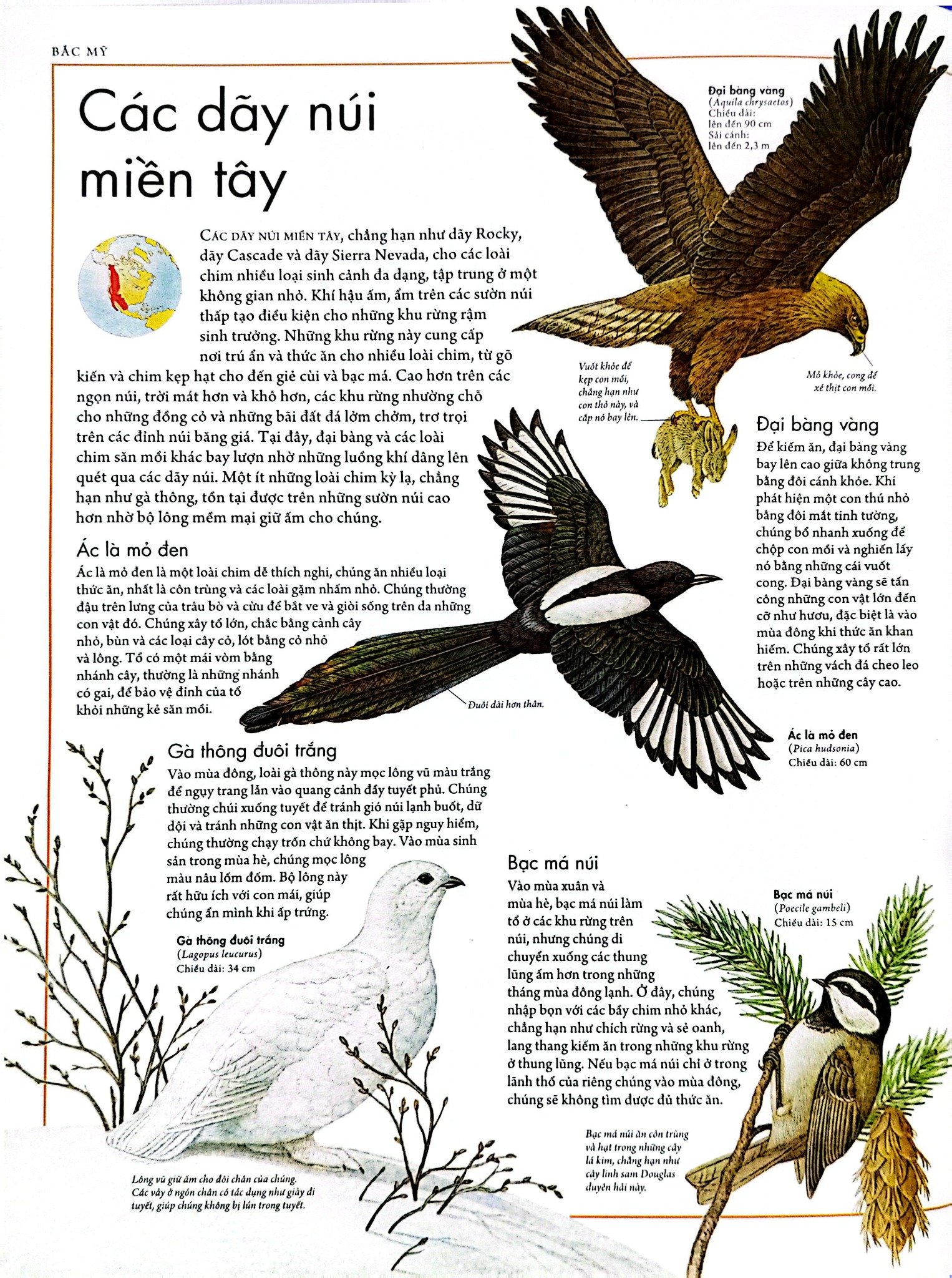 Combo 2 Quyển Atlas Động Vật + Atlas Các Loài Chim - Barbara Taylor, Richard Orr