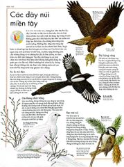 Combo 2 Quyển Atlas Động Vật + Atlas Các Loài Chim - Barbara Taylor, Richard Orr