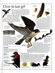 Combo 2 Quyển Atlas Động Vật + Atlas Các Loài Chim - Barbara Taylor, Richard Orr