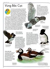 Combo 2 Quyển Atlas Động Vật + Atlas Các Loài Chim - Barbara Taylor, Richard Orr